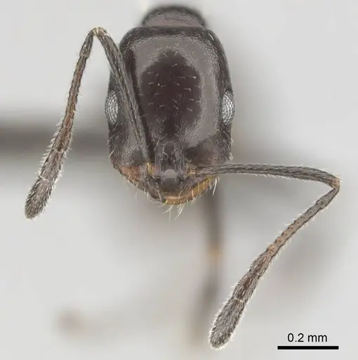 Monomorium vatranum specimen