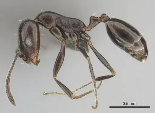 Monomorium vatranum - CASENT0814096