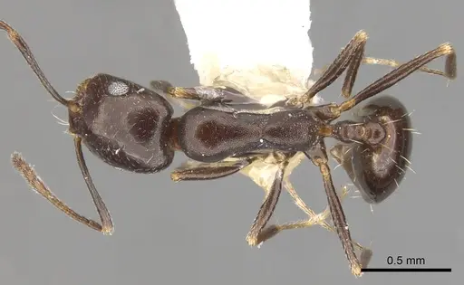 Monomorium vatranum - CASENT0902207