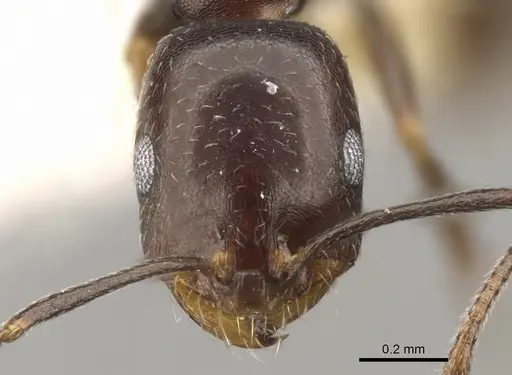 Monomorium vatranum - CASENT0902207