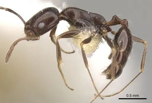 Monomorium vatranum - CASENT0902207