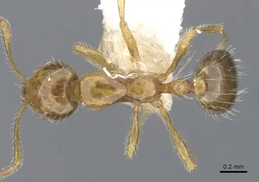 Monomorium vecte specimen