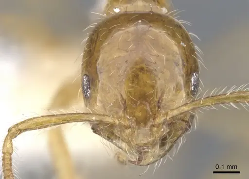 Monomorium vecte specimen