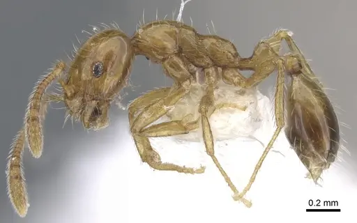 Monomorium vecte specimen