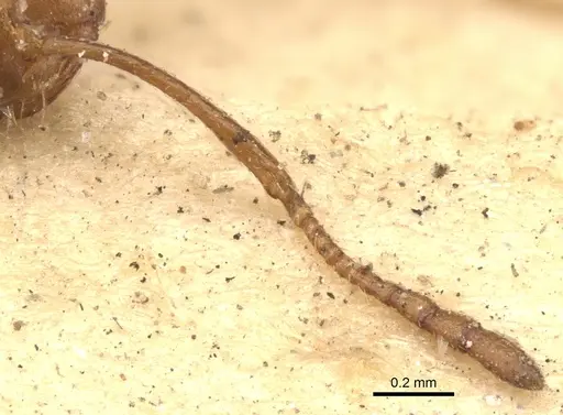 Monomorium venustum specimen