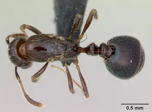 Monomorium versicolor specimen