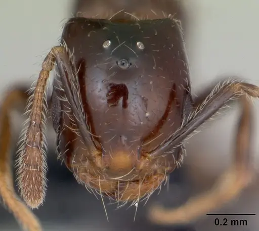 Monomorium versicolor specimen