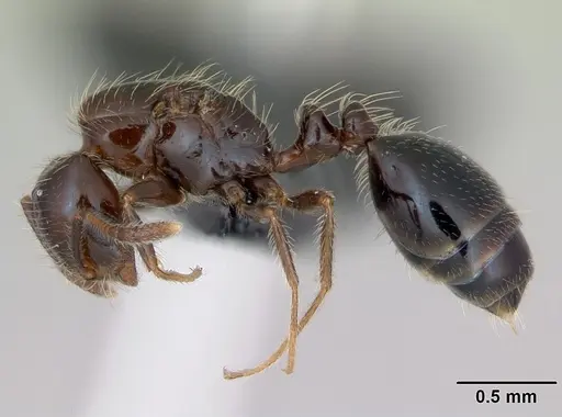 Monomorium versicolor specimen