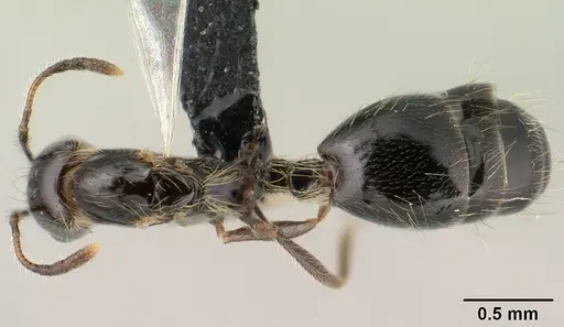 Monomorium versicolor - CASENT0144975