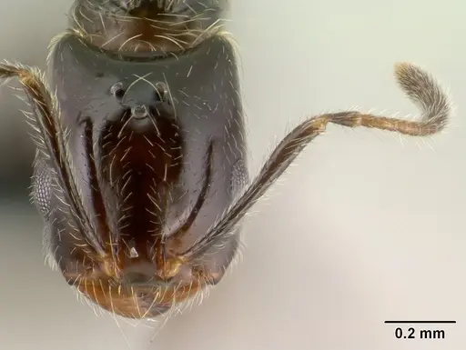 Monomorium versicolor - CASENT0144975