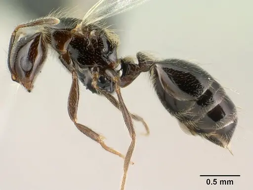 Monomorium versicolor - CASENT0144975