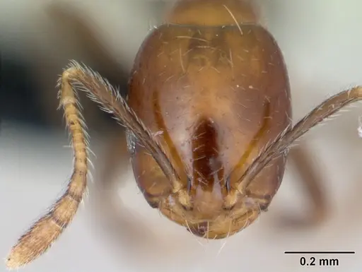 Monomorium versicolor - CASENT0433301