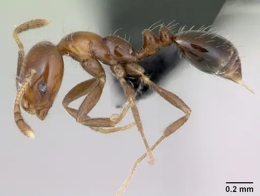 Monomorium versicolor - CASENT0433301