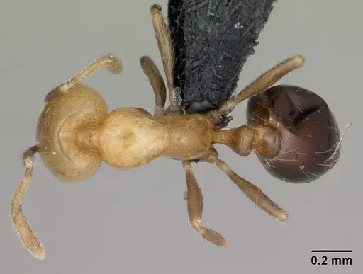 Monomorium versicolor - CASENT0442524