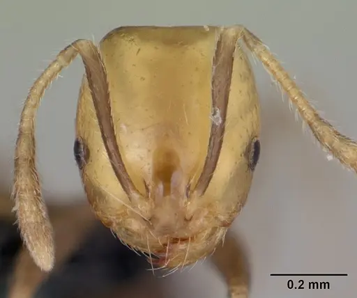 Monomorium versicolor - CASENT0442524