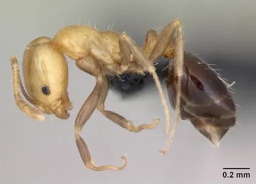 Monomorium versicolor - CASENT0442524