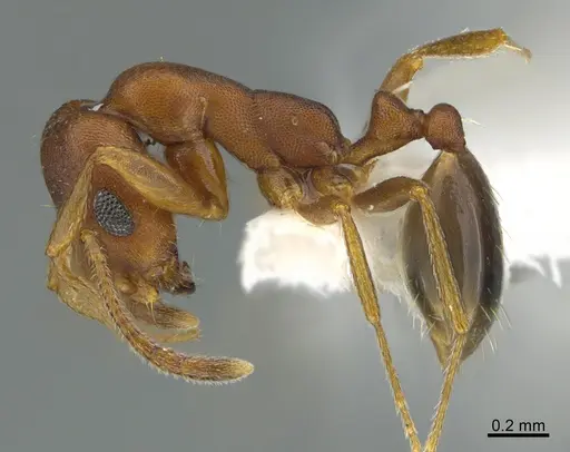 Monomorium viator specimen