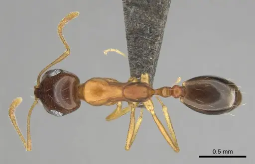 Monomorium viator - CASENT0814157