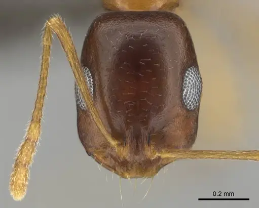 Monomorium viator - CASENT0814157