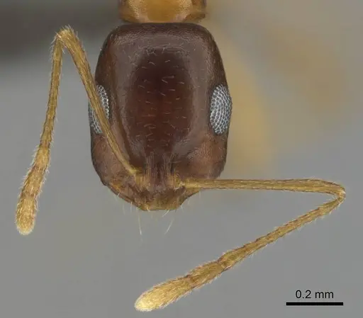 Monomorium viator - CASENT0814157