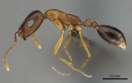Monomorium viator - CASENT0814157