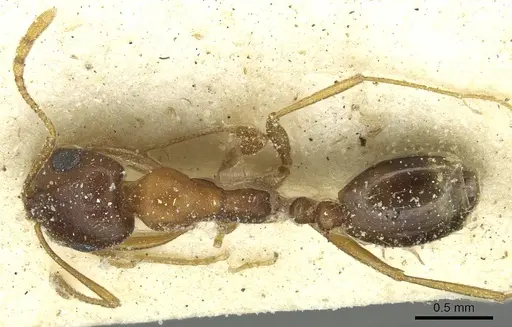 Monomorium viator - CASENT0913863