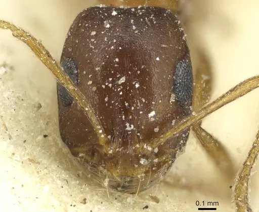 Monomorium viator - CASENT0913863