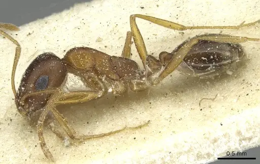 Monomorium viator - CASENT0913863