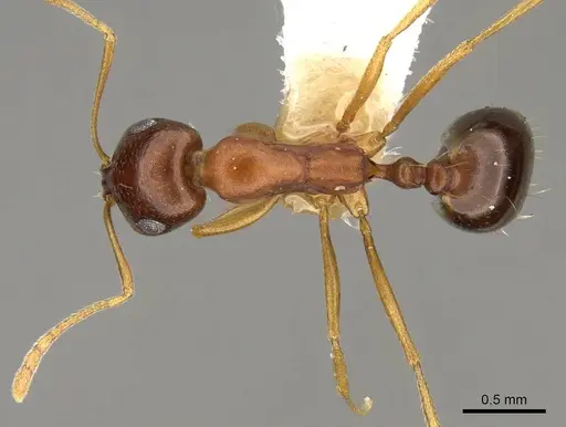 Monomorium viator - CASENT0914164