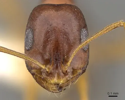 Monomorium viator - CASENT0914164