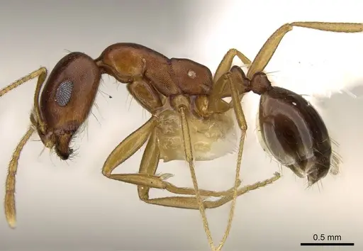 Monomorium viator - CASENT0914164