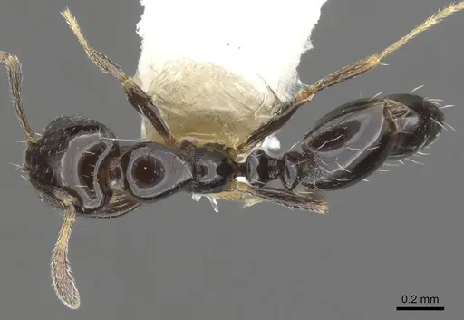Monomorium vonatu specimen