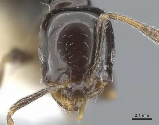 Monomorium vonatu specimen