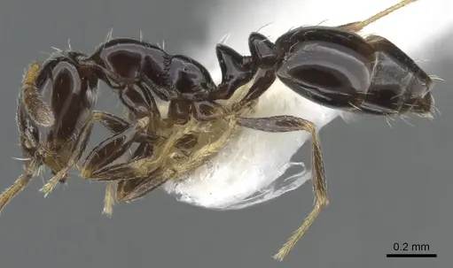 Monomorium vonatu specimen