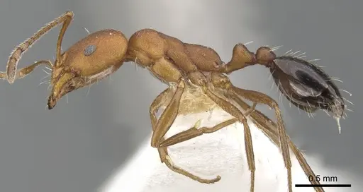 Monomorium westi specimen