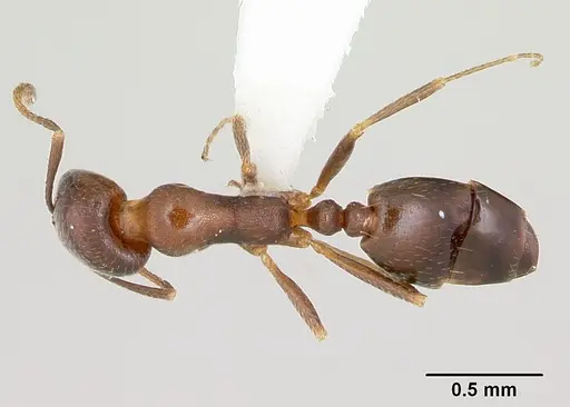 Monomorium willowmorense specimen