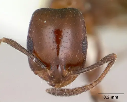 Monomorium willowmorense specimen