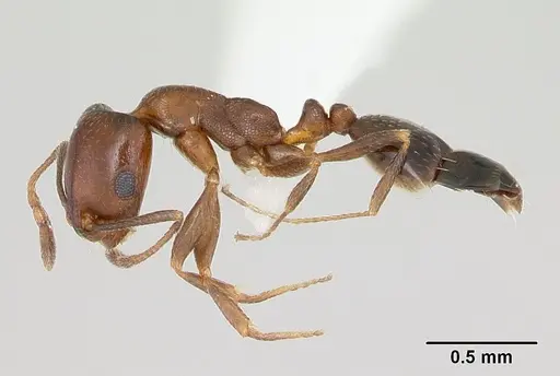 Monomorium willowmorense specimen