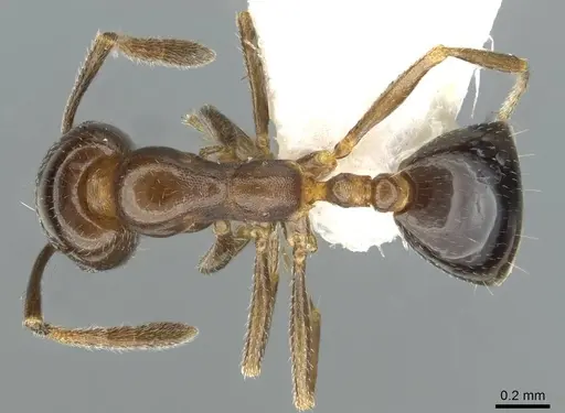 Monomorium wilsoni specimen