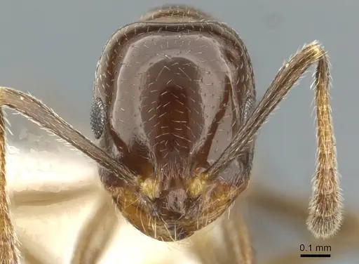 Monomorium wilsoni specimen