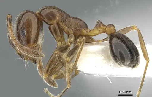 Monomorium wilsoni specimen