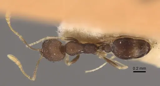 Monomorium wroughtoni specimen