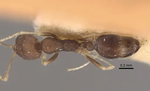 Monomorium wroughtoni specimen
