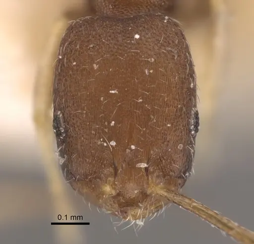 Monomorium wroughtoni specimen