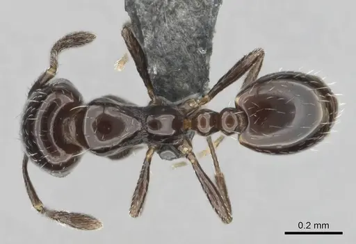 Monomorium xanthognathum specimen