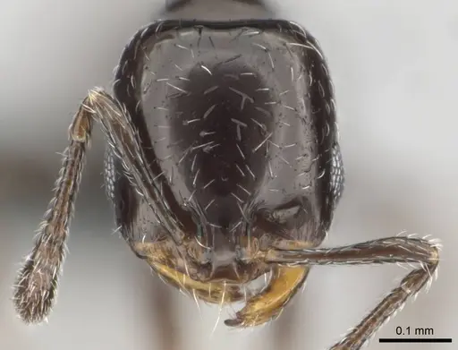 Monomorium xanthognathum specimen