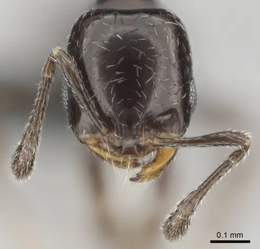 Monomorium xanthognathum specimen