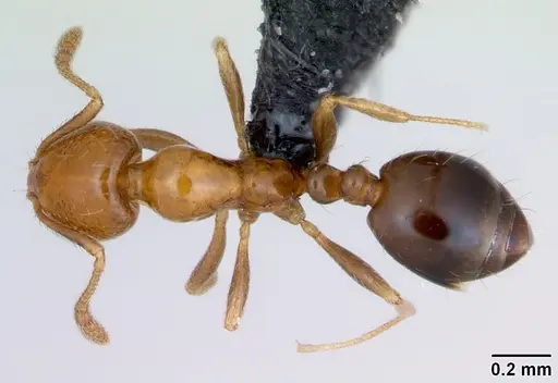 Monomorium xuthosoma specimen