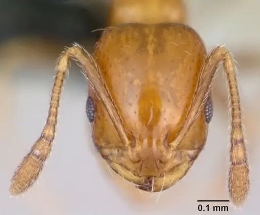 Monomorium xuthosoma specimen