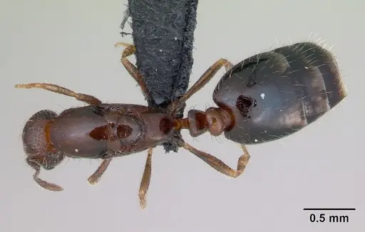 Monomorium xuthosoma - CASENT0020421